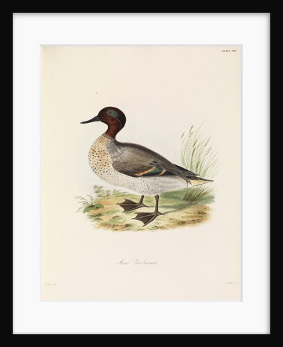 Green-winged Teal by John Christian Zeitter