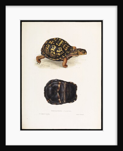 North American Box Turtle by J D C Sowerby