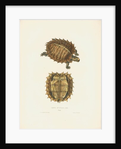 Spiny Turtle by J D C Sowerby