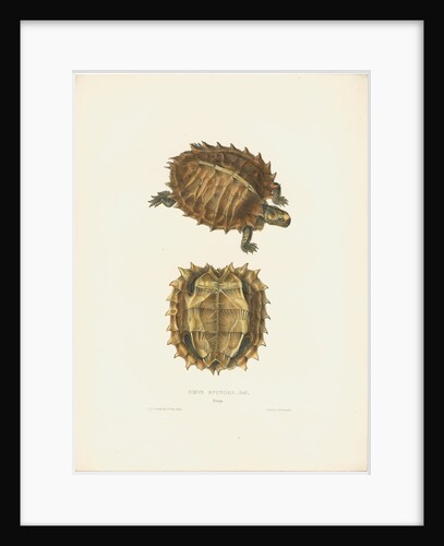 Spiny Turtle by J D C Sowerby