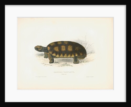 South American Tortoise by J D C Sowerby