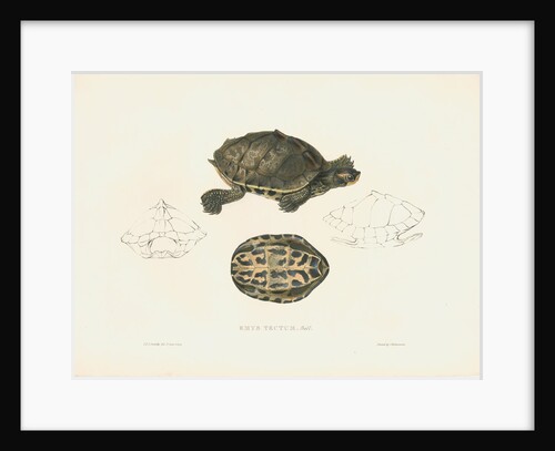 Indian Roofed Turtle by J D C Sowerby