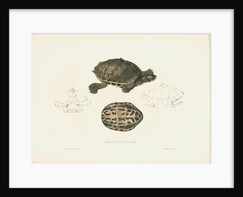 Indian Roofed Turtle by J D C Sowerby