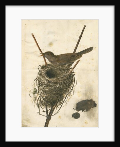 Great Reed Warbler and its nest by Anonymous