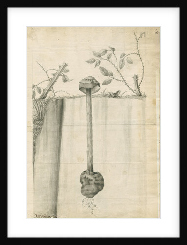 Sandy stilt puffball (Battarrea phalloides) by Frederick Polydor Nodder