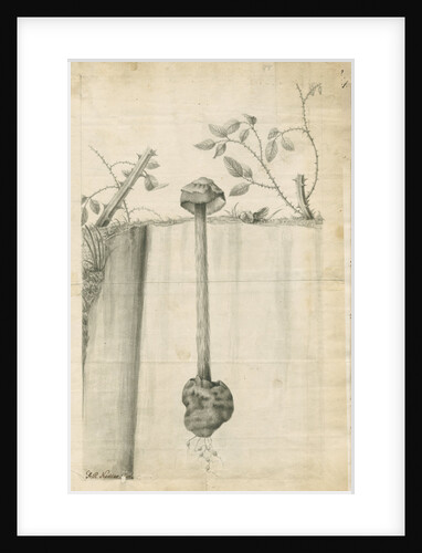 Sandy stilt puffball (Battarrea phalloides) by Frederick Polydor Nodder