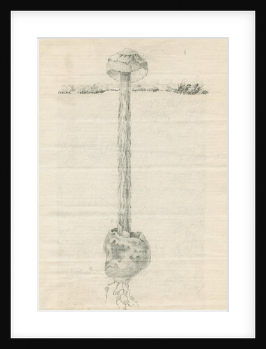 Sandy stilt puffball (Battarrea phalloides) by Anonymous