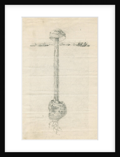 Sandy stilt puffball (Battarrea phalloides) by Anonymous