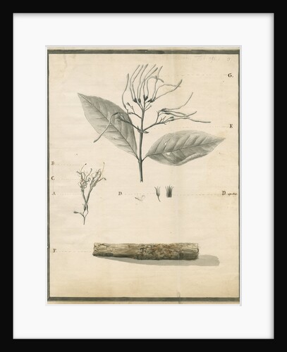 Cinchona of St Lucia by G Wilson