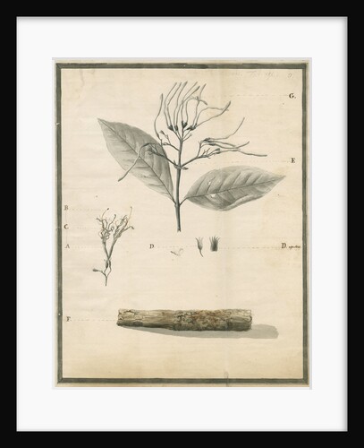Cinchona of St Lucia by G Wilson