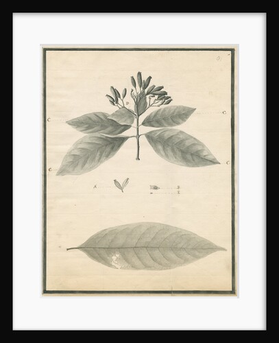 Cinchona of St Lucia by G Wilson