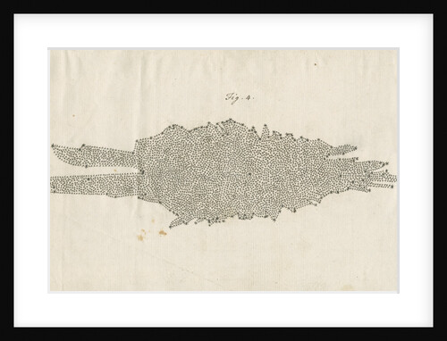 Structure of the Milky Way galaxy by William Herschel