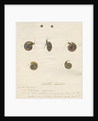 'Nautilus lacustris' by John Agnew
