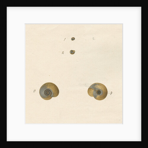 'Helix fontana' snail shell by John Agnew