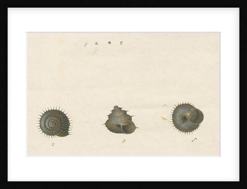 'Helix spinulosa' snail shell by John Agnew
