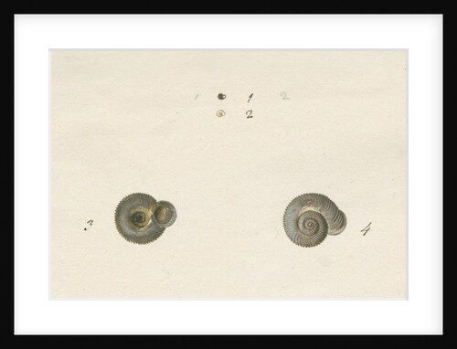 'Turbo helicinus' snail shell by John Agnew