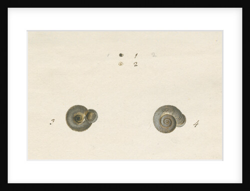 'Turbo helicinus' snail shell by John Agnew
