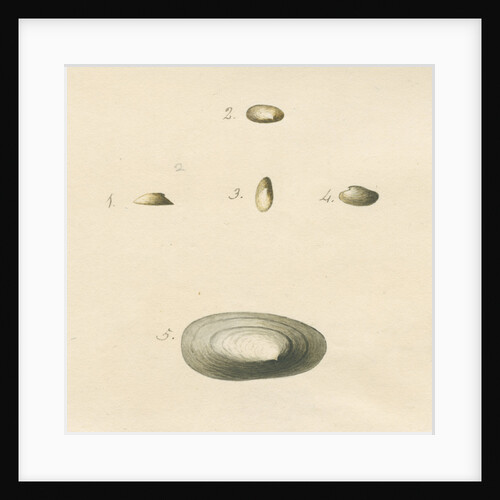 'Patella oblonga' shell by John Agnew