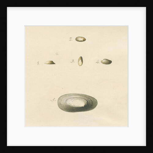'Patella oblonga' shell by John Agnew
