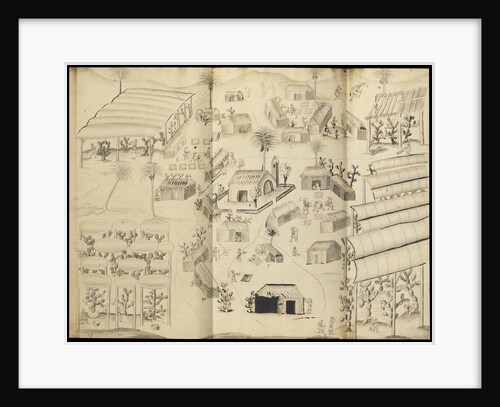 Cochineal production at the town of Guaspaltepeque by William Houstoun