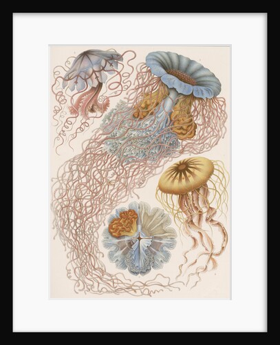 'Discomedusae' [jellyfish] by Adolf Giltsch