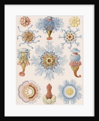 'Siphonophorae' by Adolf Giltsch