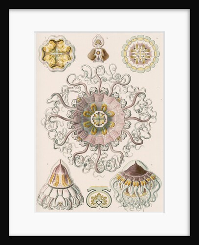 'Peromedusae' [jellyfish] by Adolf Giltsch