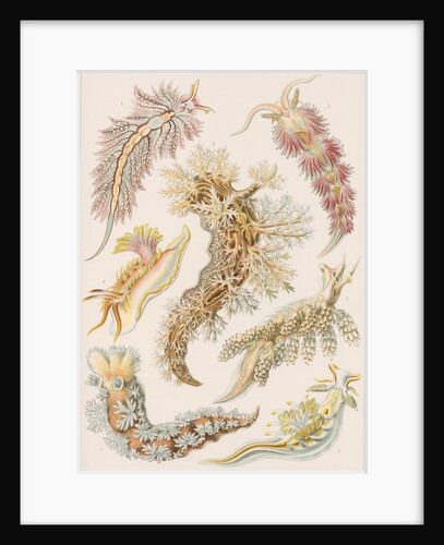 'Nudibranchia' [marine molluscs] by Adolf Giltsch