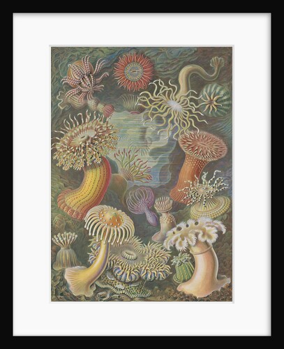 'Actiniae' [sea anemones] by Adolf Giltsch