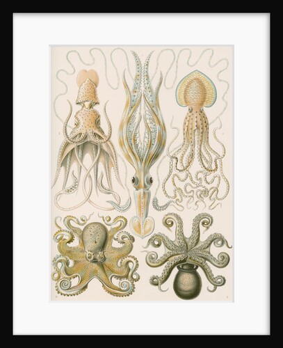 'Gamochonia' [octopus and squid] by Adolf Giltsch