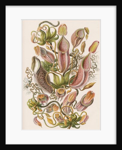'Nepenthaceae' [pitcher plant] by Adolf Giltsch