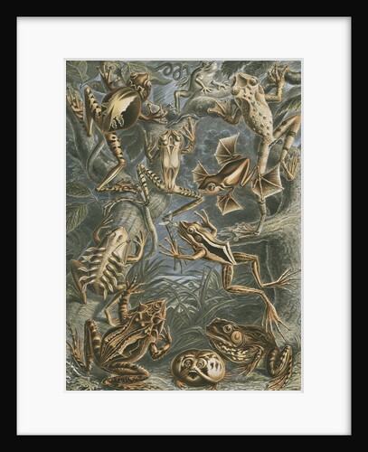 'Batrachia' [frogs and toads] by Adolf Giltsch