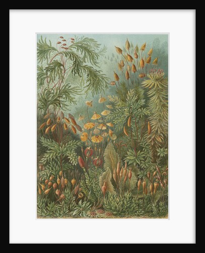 'Muscinae' [mosses] by Adolf Giltsch
