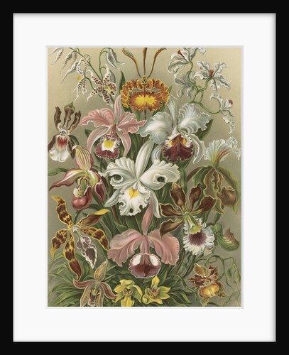 'Orchideae' [orchids] by Adolf Giltsch