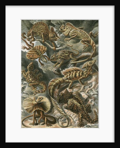 'Lacertilia' [lizards] by Adolf Giltsch