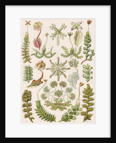 'Hepaticae' [liverworts] by Adolf Giltsch