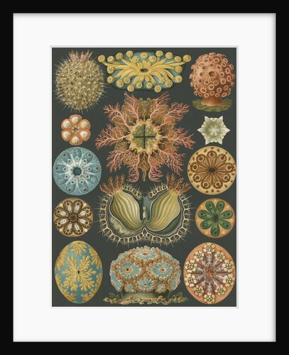 'Ascidiae' [sea squirts] by Adolf Giltsch