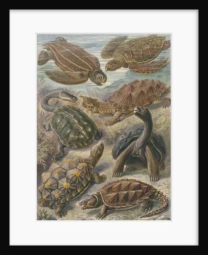 'Chelonia' [turtles, tortoises and terrapins] by Adolf Giltsch