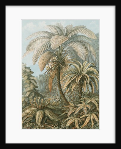 'Filicinae' [tropical ferns] by Adolf Giltsch