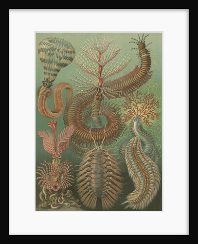 'Chaetopoda' [marine worms] by Adolf Giltsch