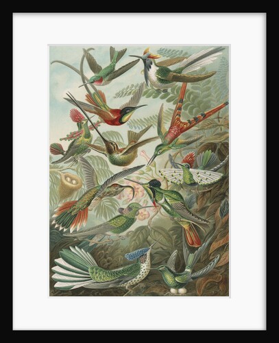 'Trochilidae' [humming birds] by Adolf Giltsch