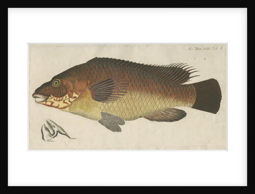 'La Carpe de Mer' [Wrasse] by Anonymous