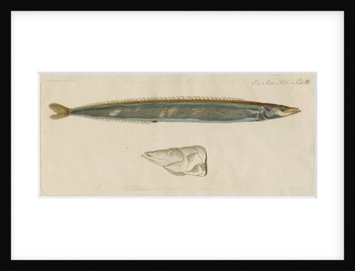 'L'Ammodite' [Lesser sand eel] by Anonymous
