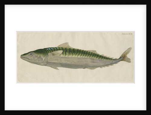 'Le Maquereau' [Atlantic mackerel] by Anonymous