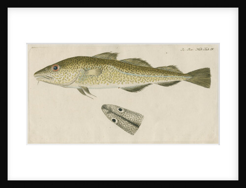 'Le Torsk' [juvenile Atlantic cod?] by Anonymous