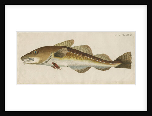 'Le Titling' [adult Atlantic cod?] by Anonymous