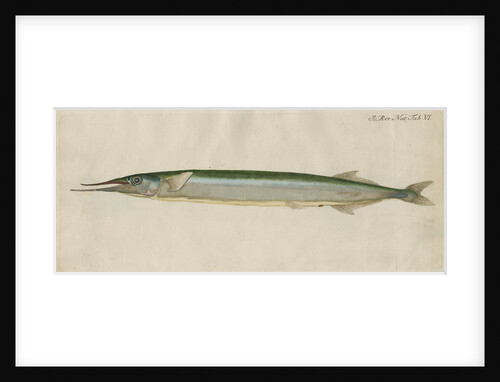 'L'Orphie' [Garfish by Anonymous