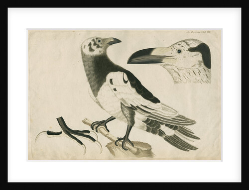 'Le Corbeau Blanc de Ferroe' [Pied or White Raven] by Anonymous