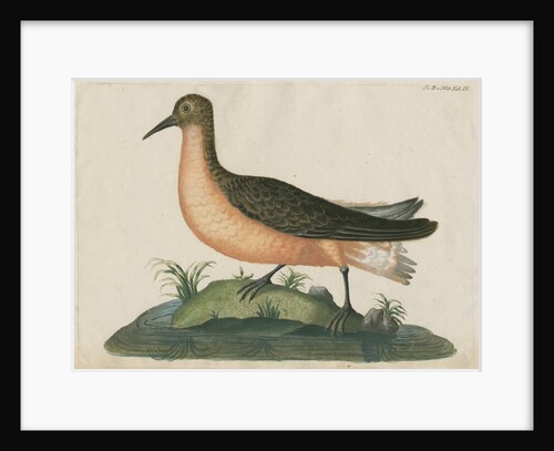 'Le Vaneau, gris de fer' [Curlew sandpiper] by Anonymous
