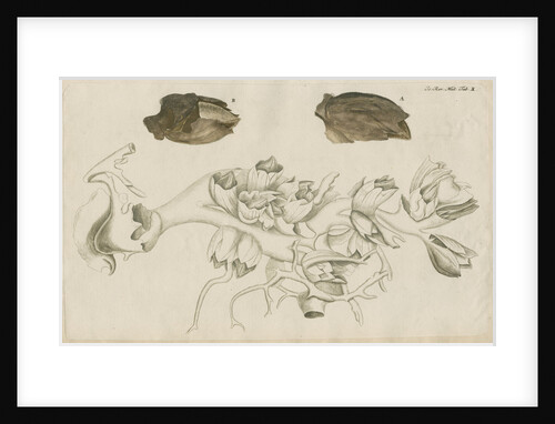 'La Tulipe de Mer' [Barnacle] by Anonymous